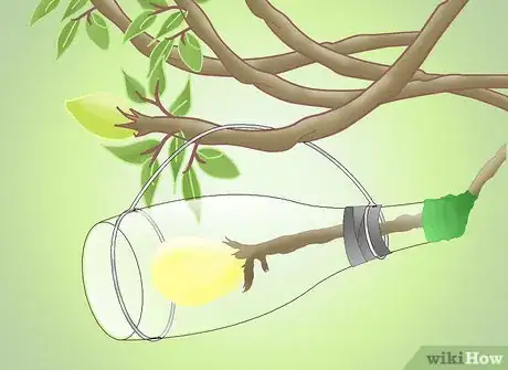 Image titled Get a Pear Into a Wine Bottle Step 15