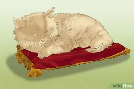 Image titled Take Photos of Adoptable Cats Step 1