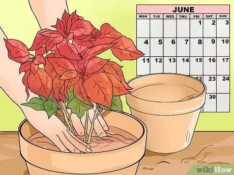 Image titled Grow Poinsettia Step 11