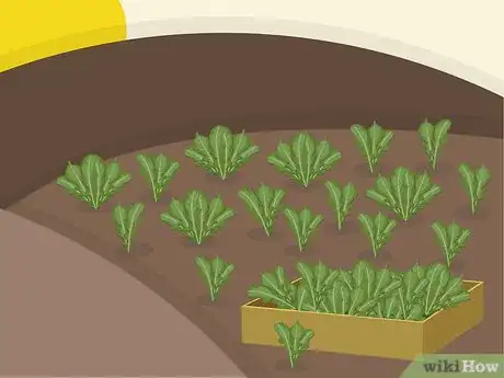 Image titled Plant Arugula Step 19