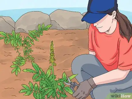Image titled Grow Agrimony Step 12