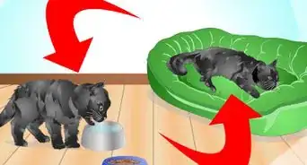 Introduce a Cat to a New Home