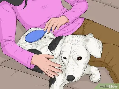 Image titled Hang Out with Your Dog Step 4