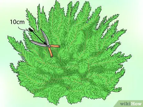 Image titled Propagate Grevilleas Step 1