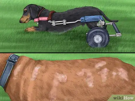 Image titled Help a Dog Suffering from Trauma Step 8