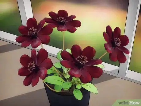 Image titled Grow Cosmos Flowers Step 11