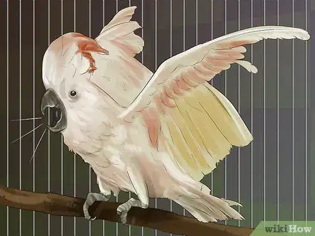Image titled Live With a Moluccan Cockatoo Step 9