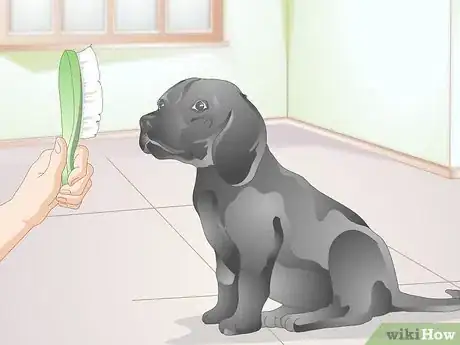 Image titled Brush Your Dog Without Tickling It Step 5