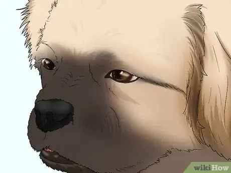 Image titled Identify a Pekingese Step 3