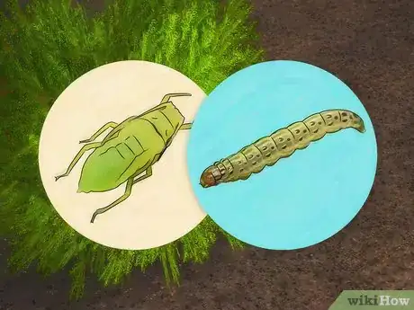 Image titled Plant Juniper Step 17