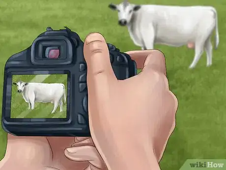 Image titled Identify British White Cattle Step 4