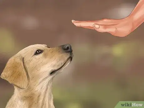 Image titled Handle a Little Dog with a Big Attitude Step 4