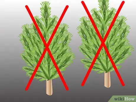Image titled Propagate Pinus Radiata Step 5