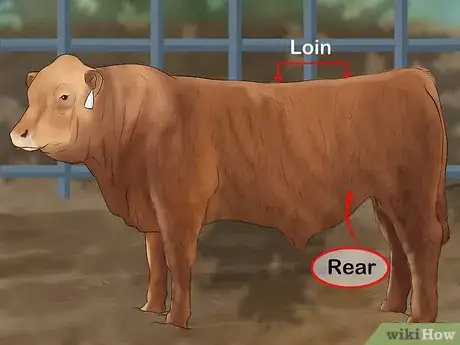 Image titled Judge Heifers Step 14