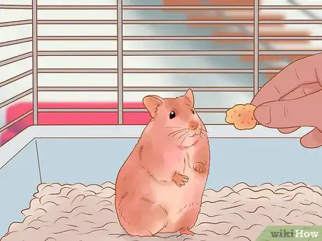 Image titled Introduce a New Hamster to Your Home Step 17