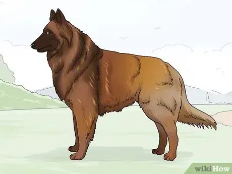 Image titled Identify a Belgian Tervuren Dog Step 7