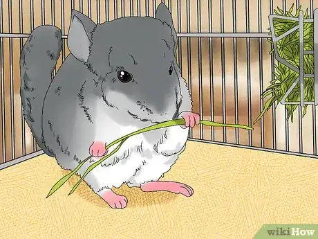 Image titled Feed a Chinchilla Step 4