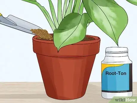 Image titled Grow Chinese Evergreens (Aglaonema) Step 11