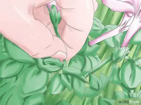 Image titled Deadhead Petunias Step 2