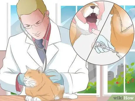 Image titled Diagnose Keratitis in Cats Step 2