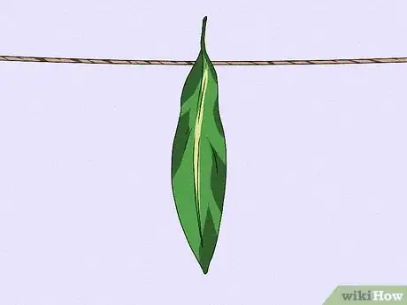 Image titled Make a Skirt from Ti Leaves Step 3