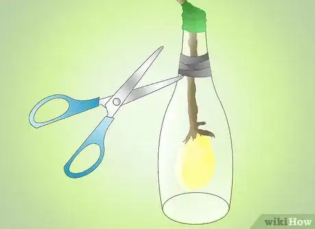 Image titled Get a Pear Into a Wine Bottle Step 17