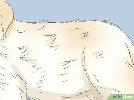 Image titled Recognize and Treat Dwarfism in Dogs Step 3