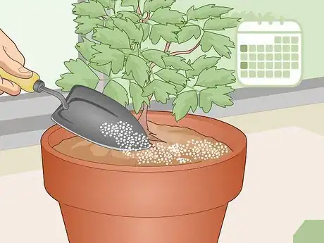 Image titled Care for a Bleeding Heart Step 12