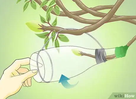 Image titled Get a Pear Into a Wine Bottle Step 14