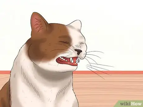 Image titled Diagnose Feline Upper Respiratory Illness Step 2