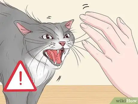 Image titled Prevent a Diabetic Emergency in Cats Step 8