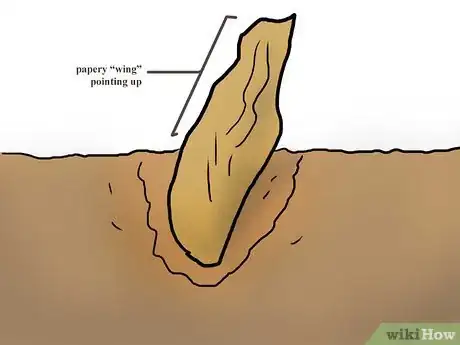 Image titled Plant Plumeria Seeds Step 5