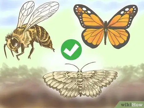 Image titled Grow Seedless Watermelons Step 12