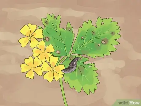 Image titled Grow Agrimony Step 11