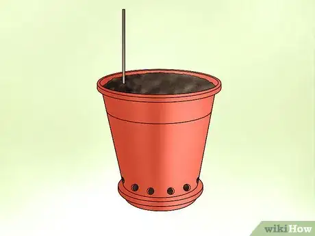 Image titled Plant Confederate Jasmine Step 20