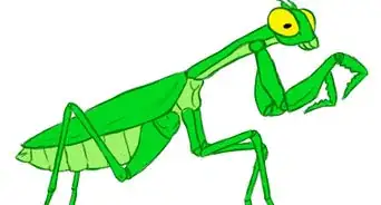 Draw a Praying Mantis