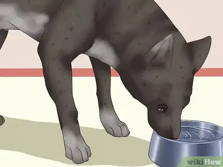 Image titled Ease Your Dog's Stomach Problems Step 10
