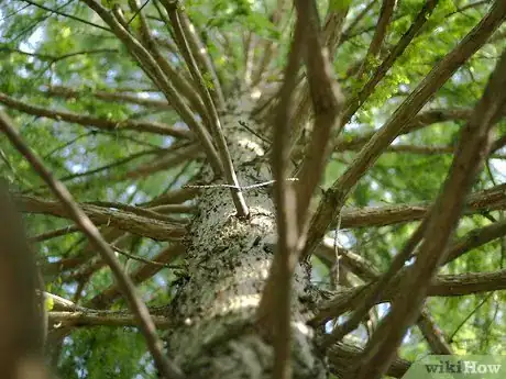 Image titled Celebrate the International Day for Biodiversity Step 6Bullet1