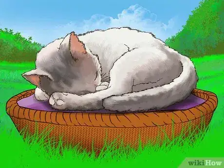 Image titled Take Care of Your Aging Cat Step 15