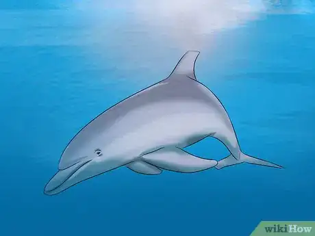 Image titled Identify a New Zealand Dolphin Step 17