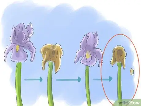 Image titled Take Care of Irises when Their Flowers Die Step 4