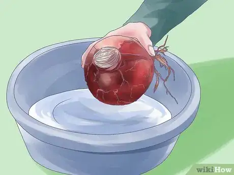 Image titled Care for Amaryllis Flowers Step 7