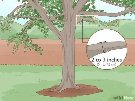 Image titled Grow Spanish Moss Step 4