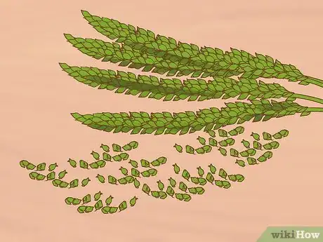 Image titled Harvest Plantain Leaves Step 6