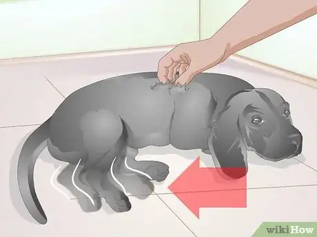Image titled Brush Your Dog Without Tickling It Step 1