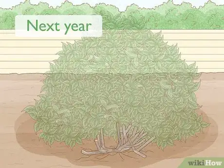 Image titled Trim an Overgrown Lilac Bush Step 6