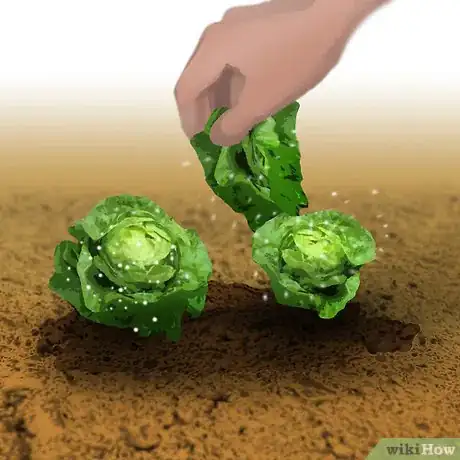 Image titled Grow Organic Lettuce Step 5