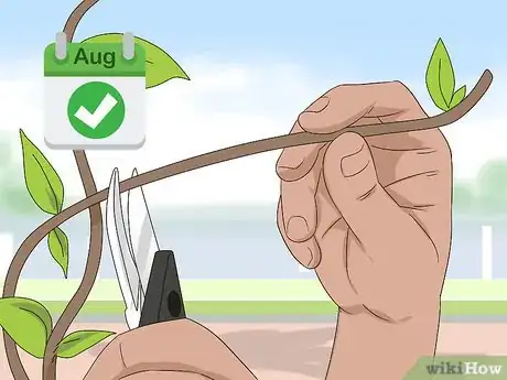 Image titled Prune Honeysuckle Step 6