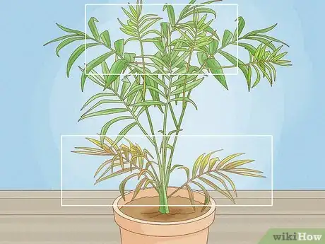 Image titled Why Does Your Plant Have Yellow Leaves Step 12