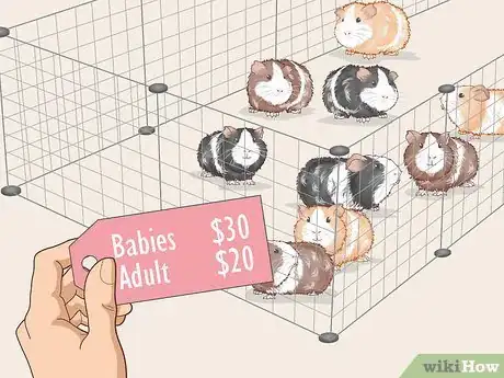Image titled Run a Guinea Pig Rescue Step 23
